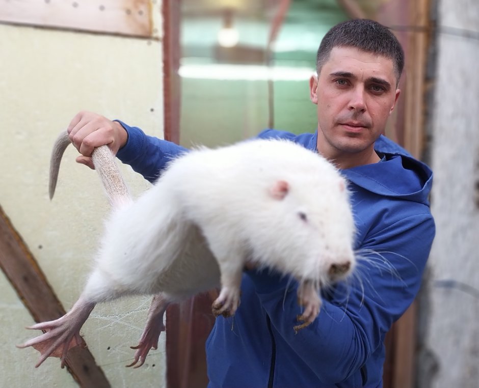 Болотный Бобр