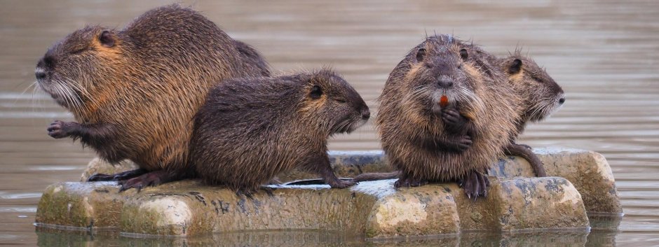 Нутрия размер