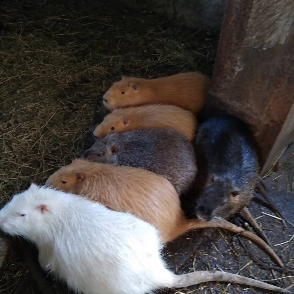 Нутрия болотный отряд