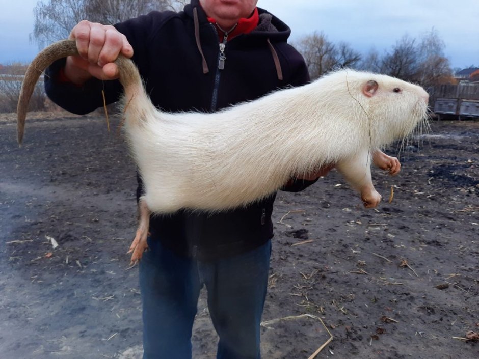 Нутрия на руках