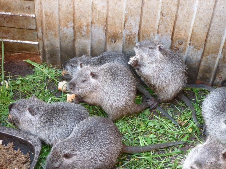 Океан из нутрии