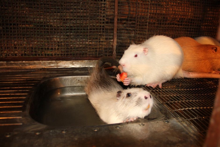 Нутрия самец