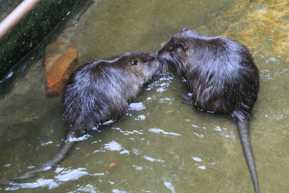 Бобр Речной обыкновенный