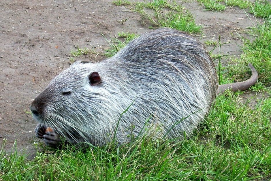 Нутрии домашние белые