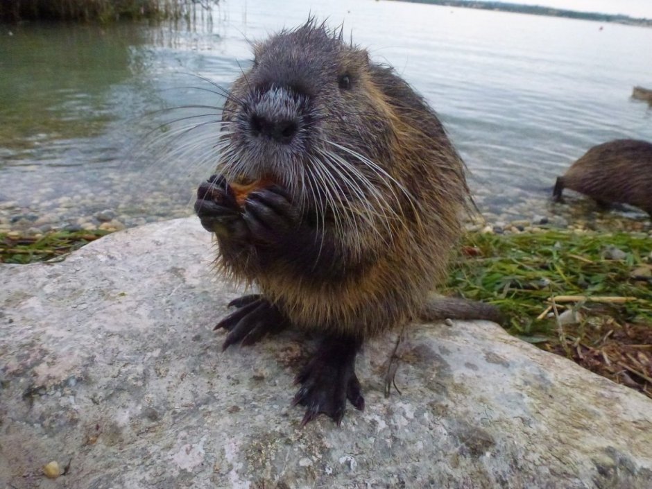 Нутрия размер