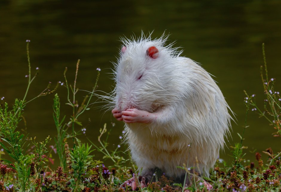 Myocastor coypus нутрия