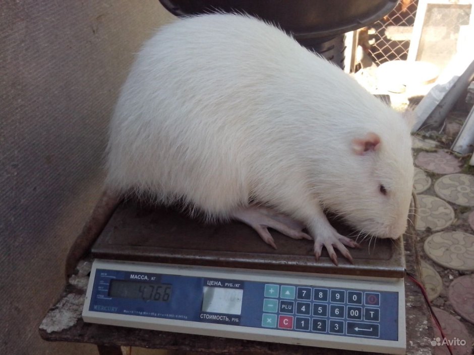 Нутрия на белом фоне