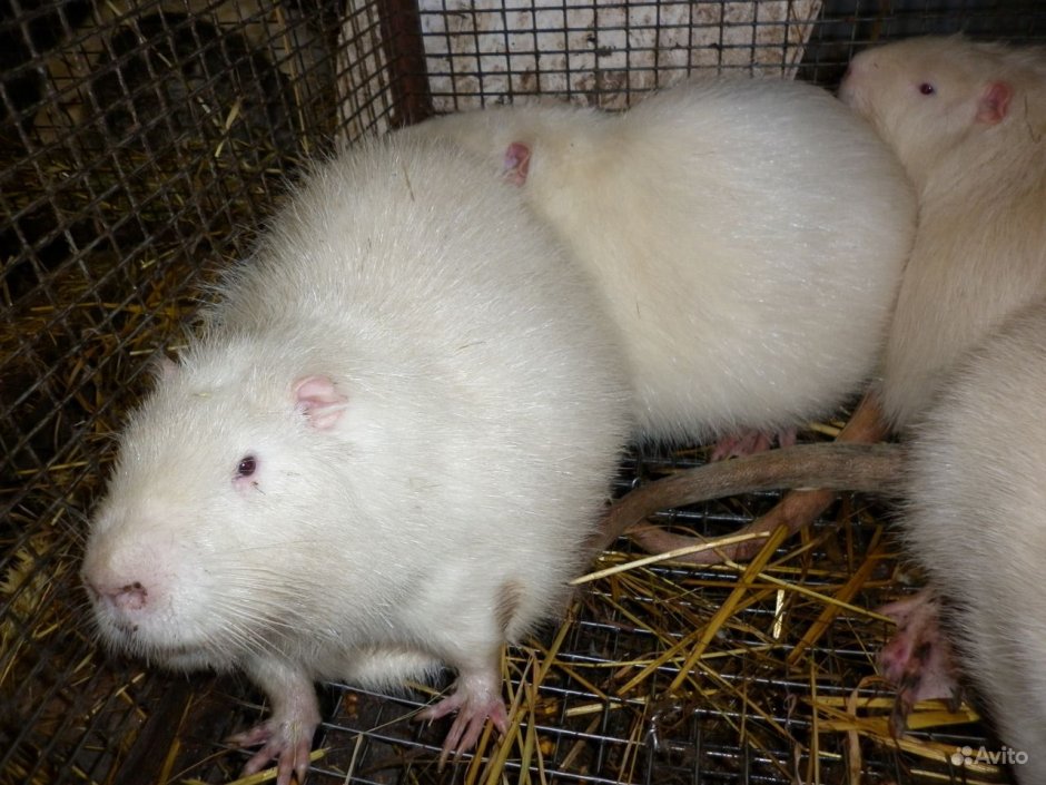 Нутрии домашние животные