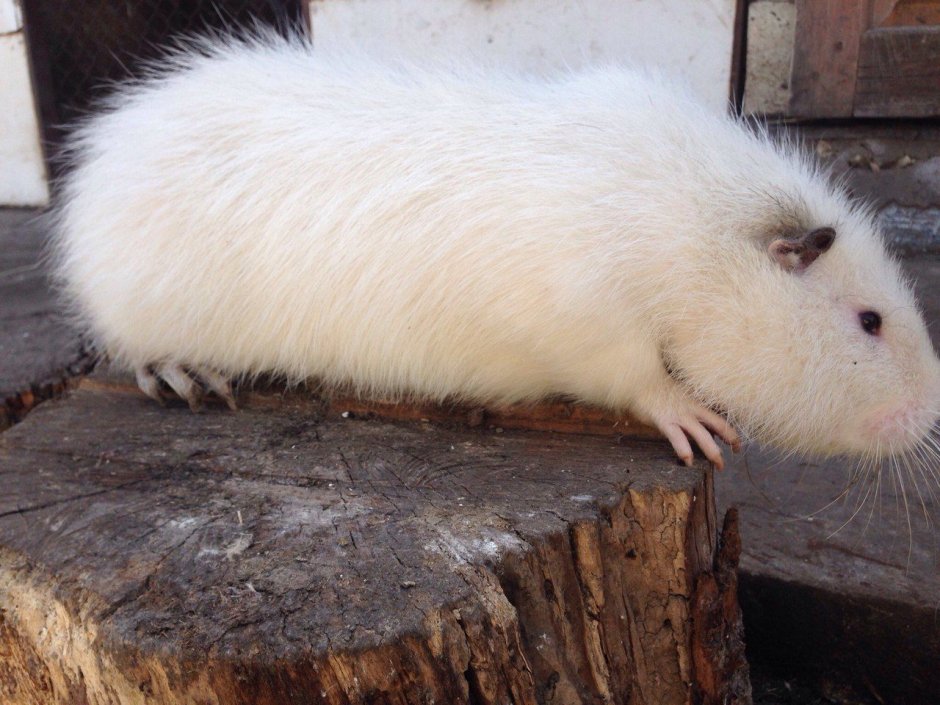 Нутрия с детенышами нутрия с детенышами