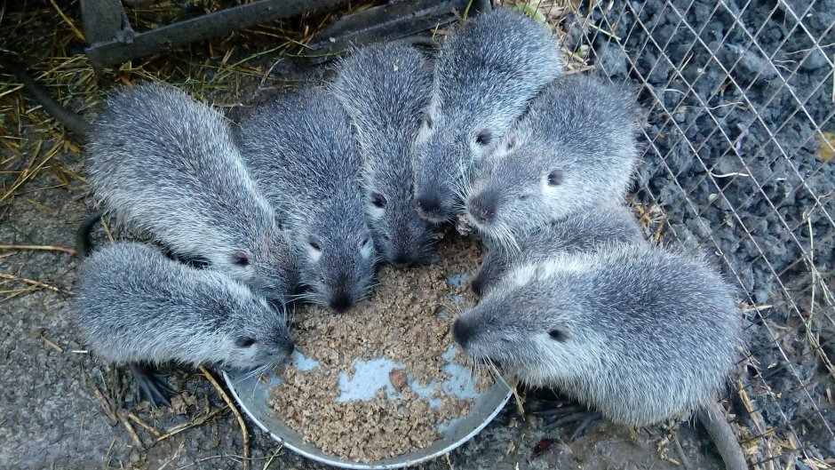 Нутрия белая