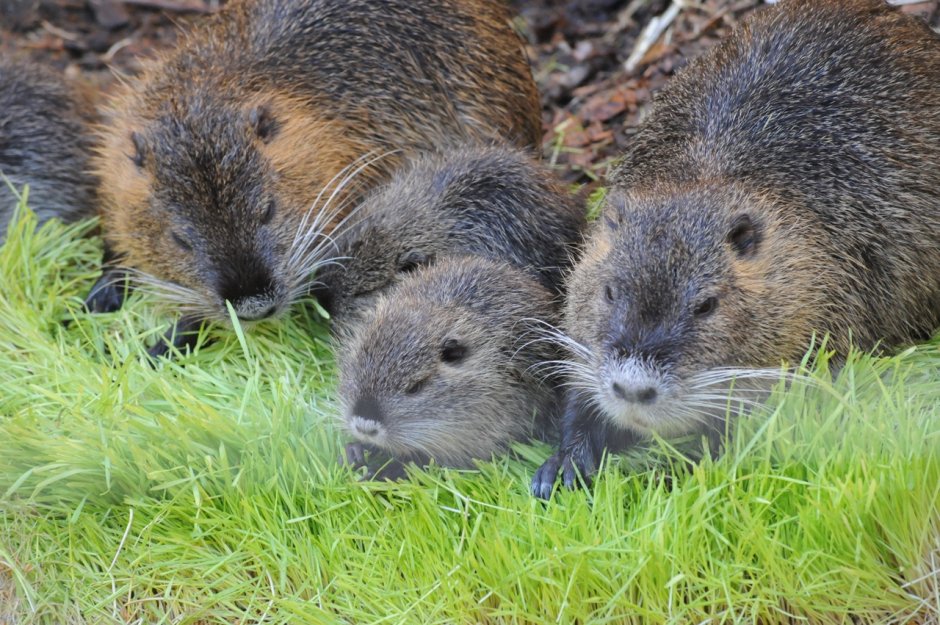 Пастелевые нутрии