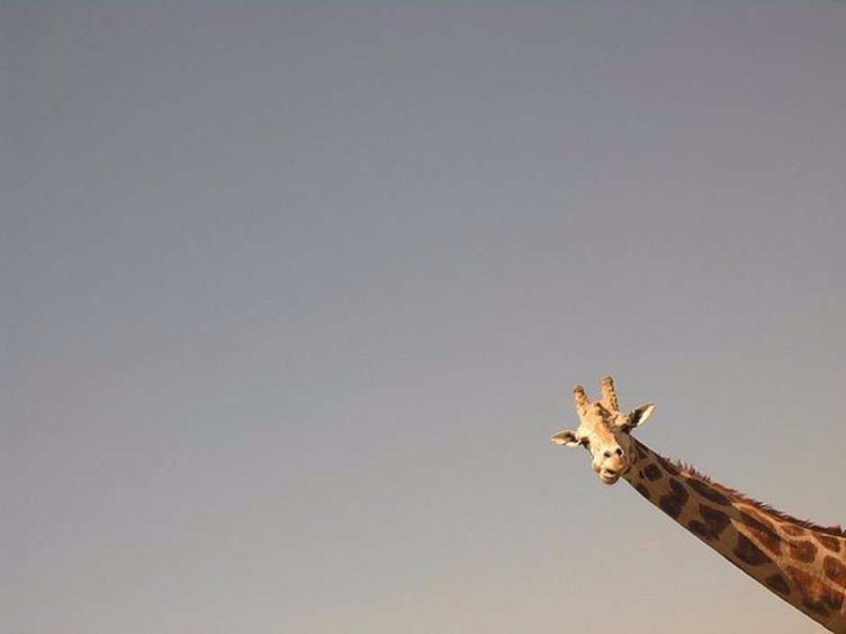 Бутик-отель Giraffe Manor