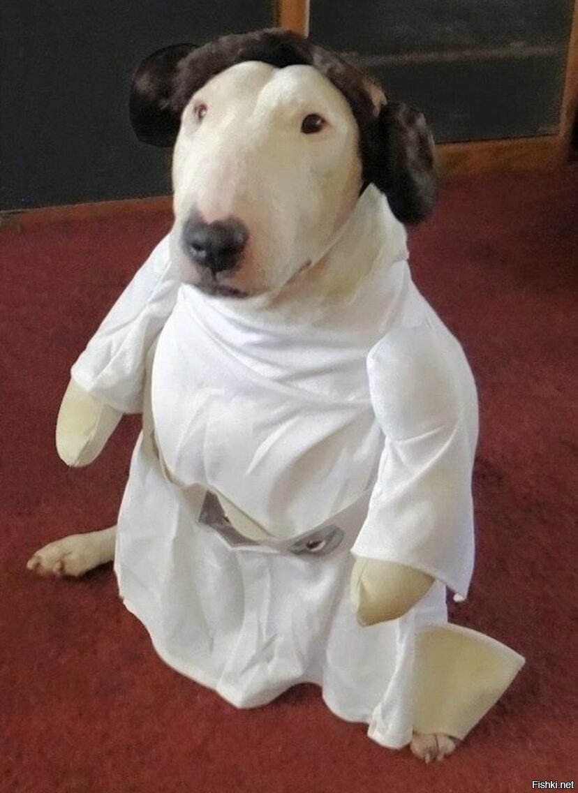 Бультерьеры в одежде смешные