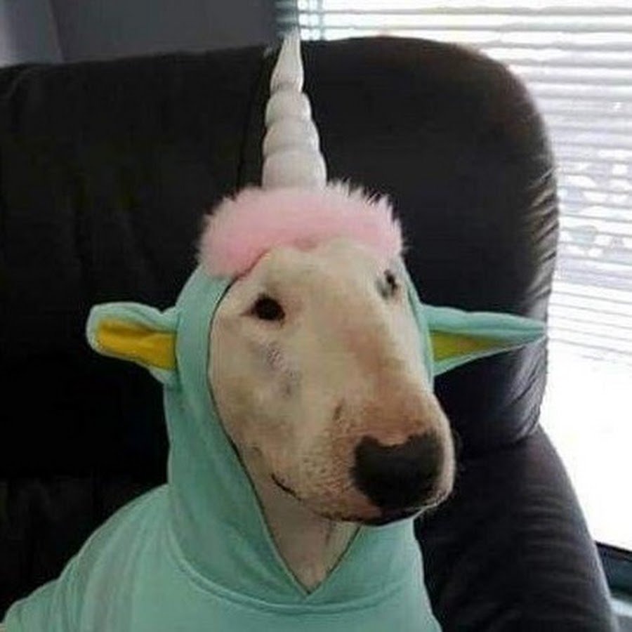 Бультерьер в костюме