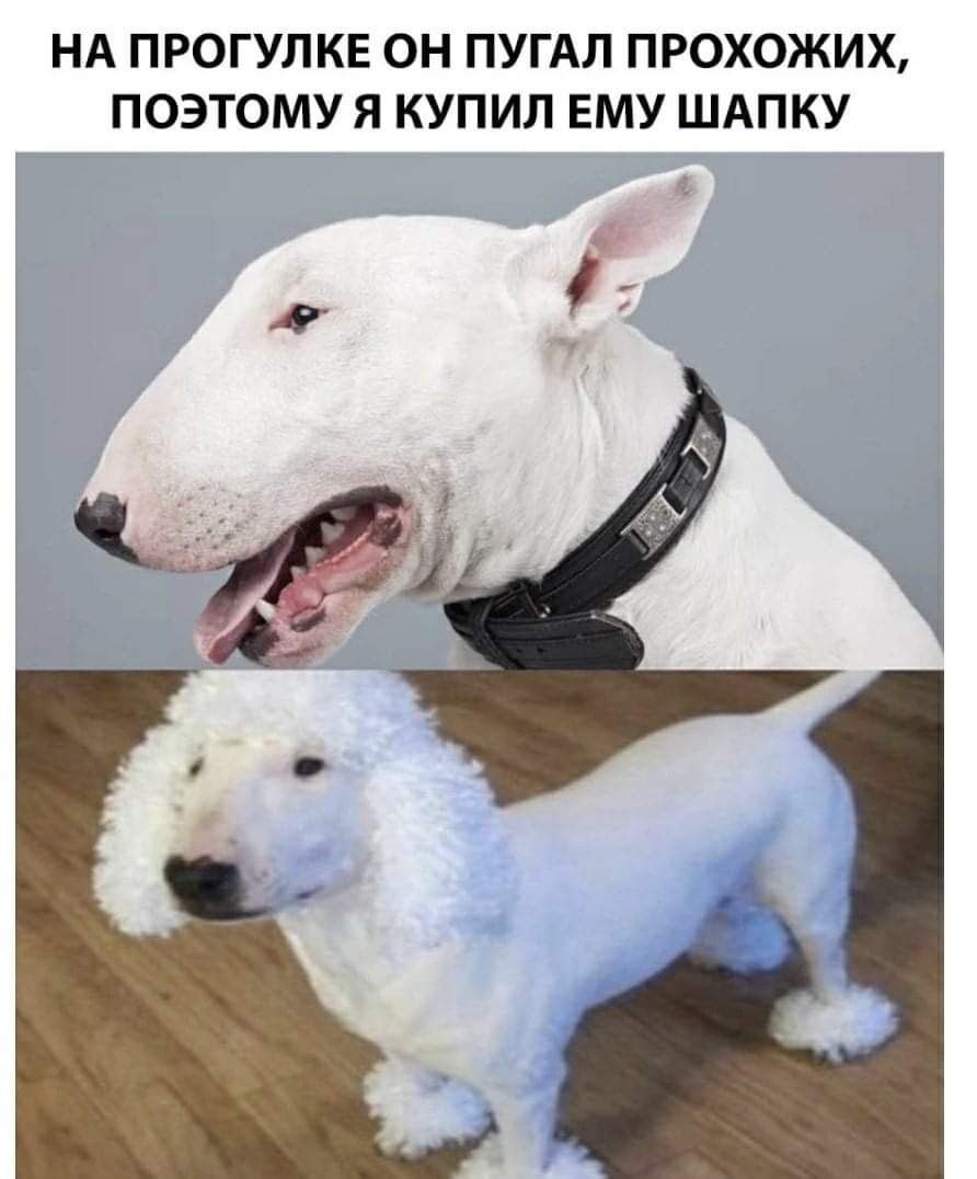 Бультерьер в парике