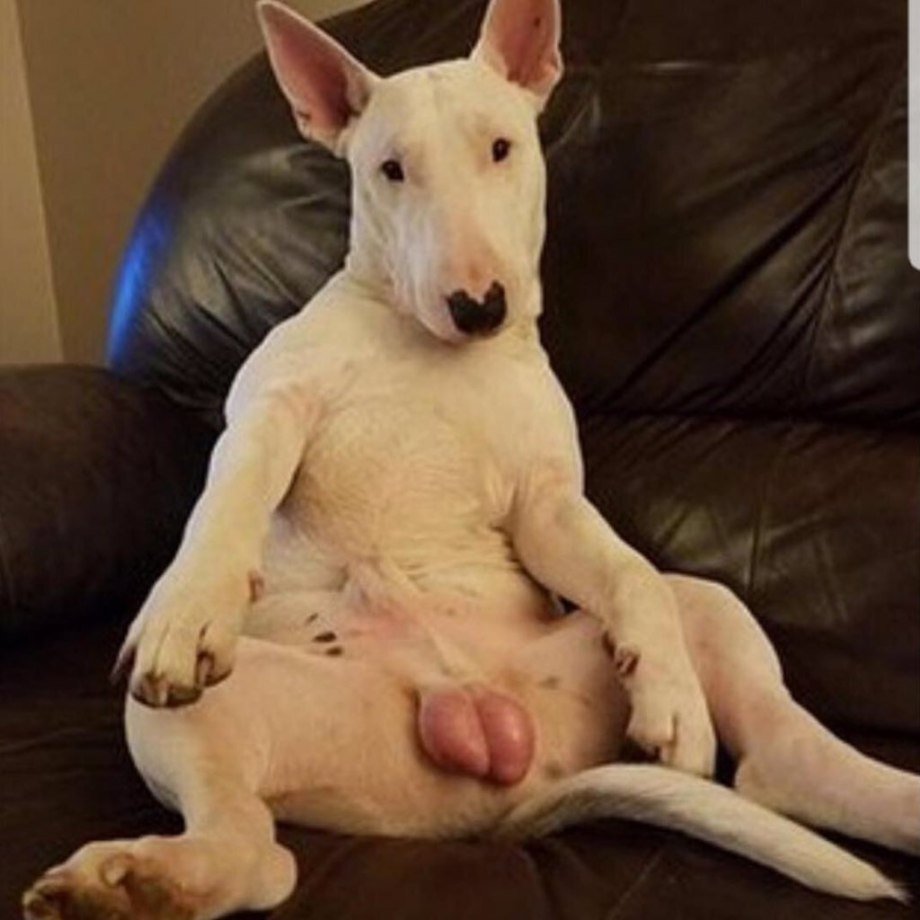 Питбуль с цветами на голове