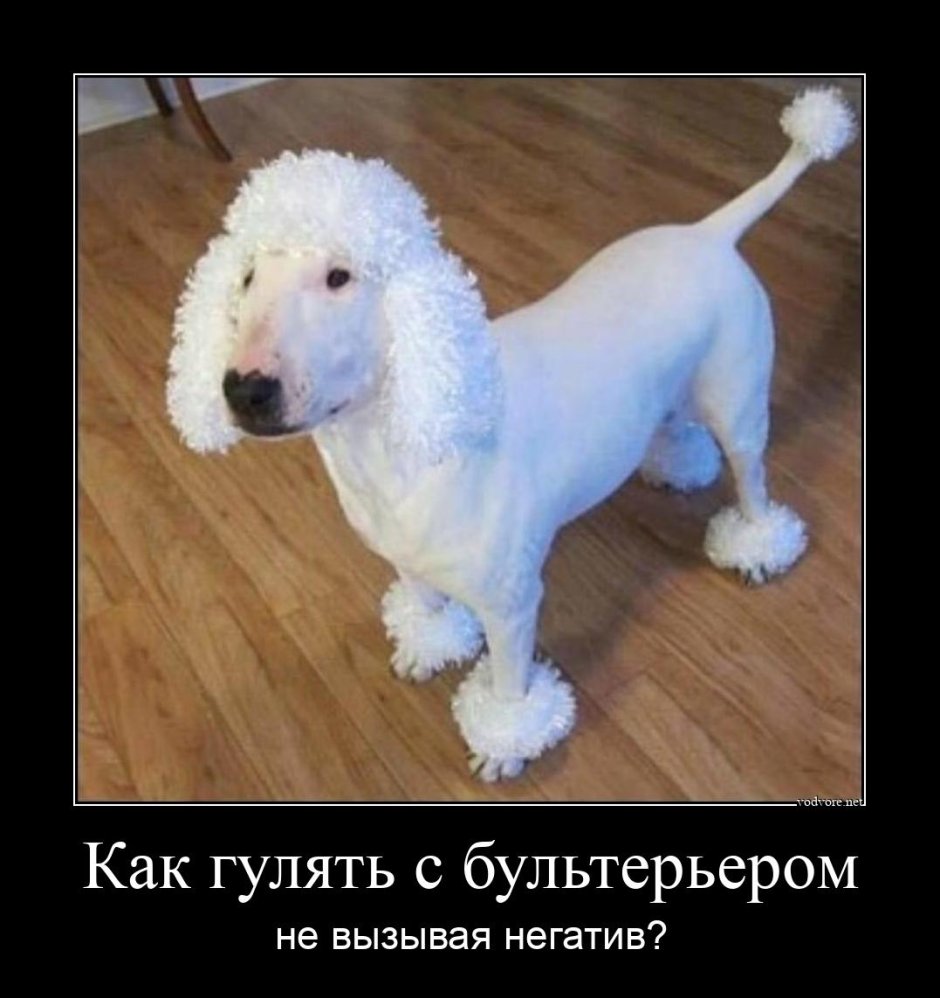 Бультерьер пудель
