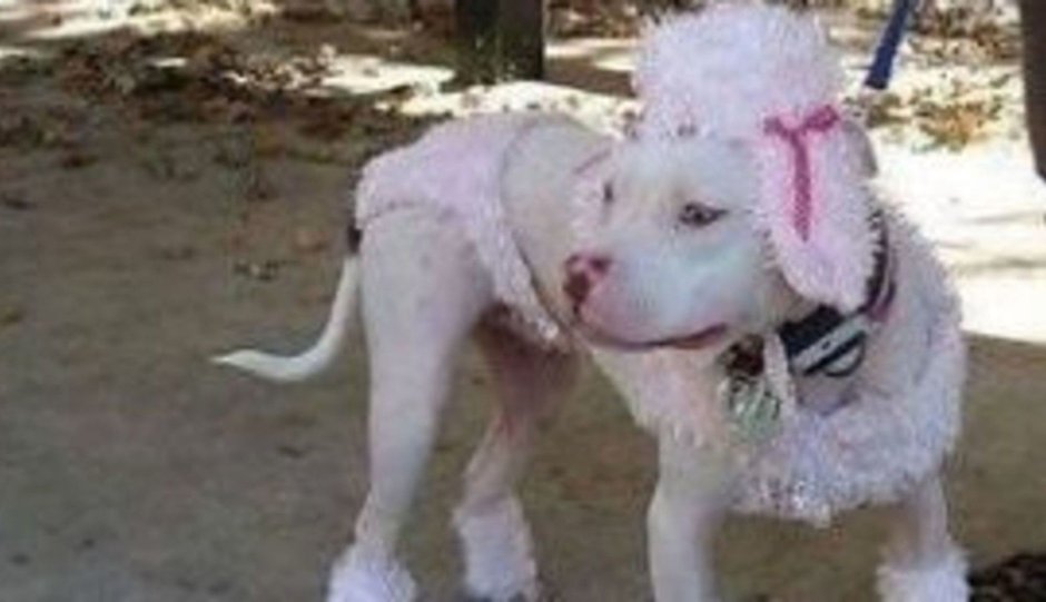 Бультерьер в костюме пуделя