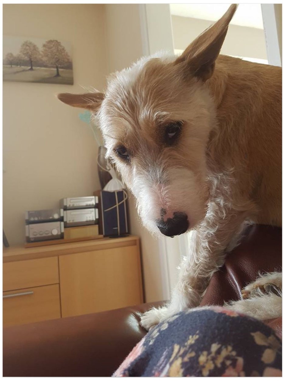 Метис пуделя и бультерьера