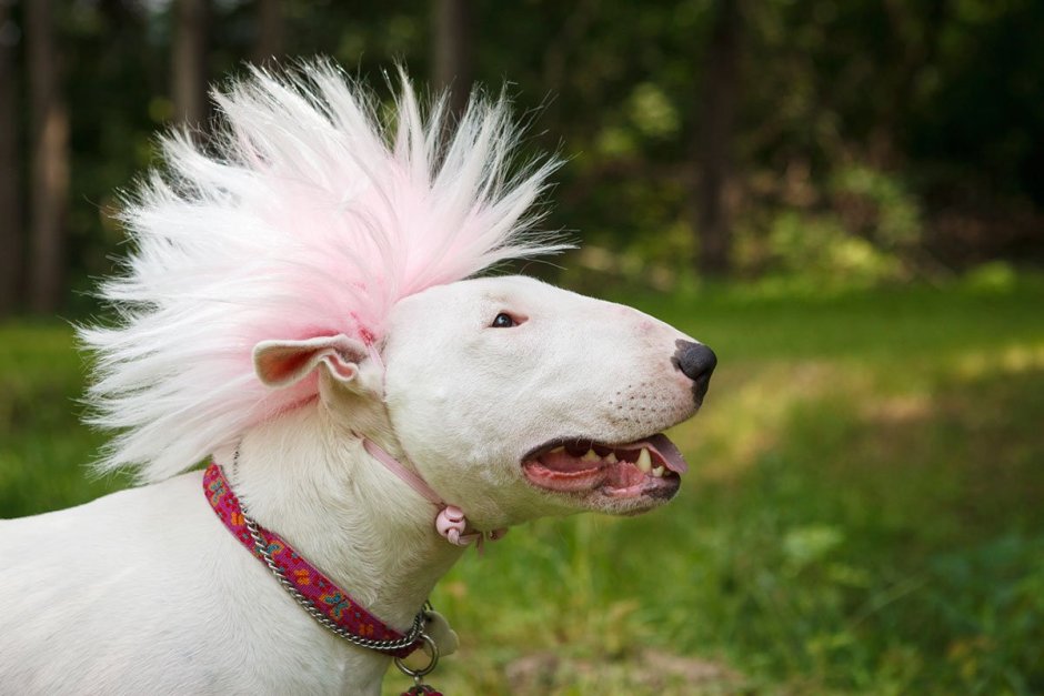 Бультерьер; пудель; салюки…