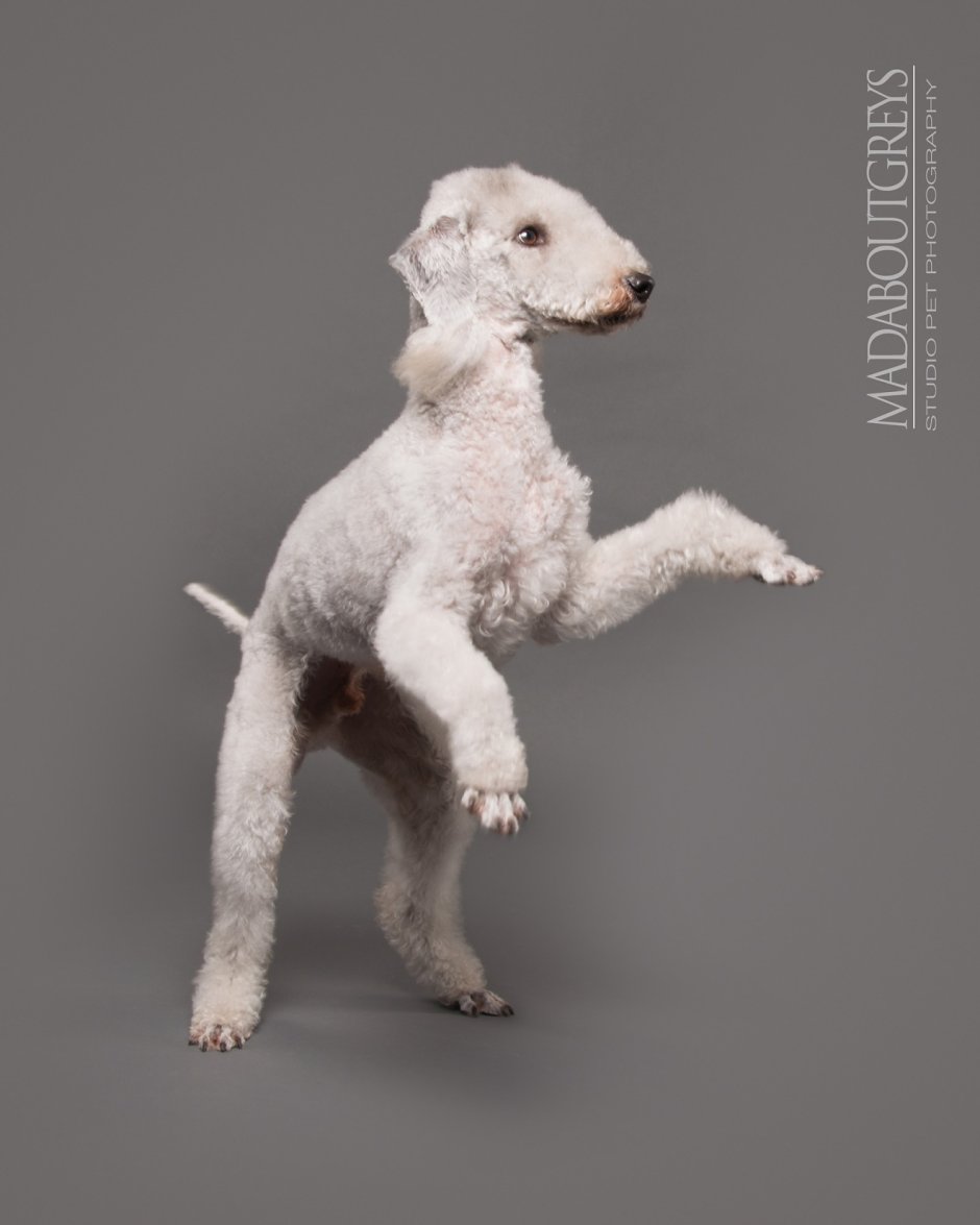 Бультерьер пудель