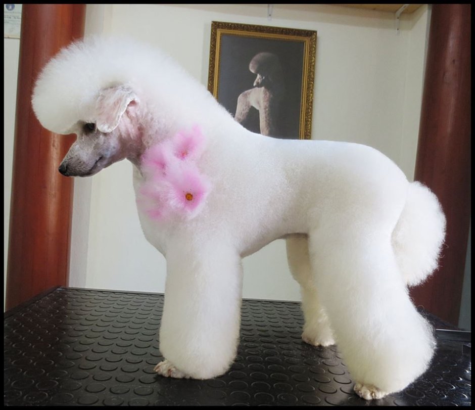 Монеточка бультерьер