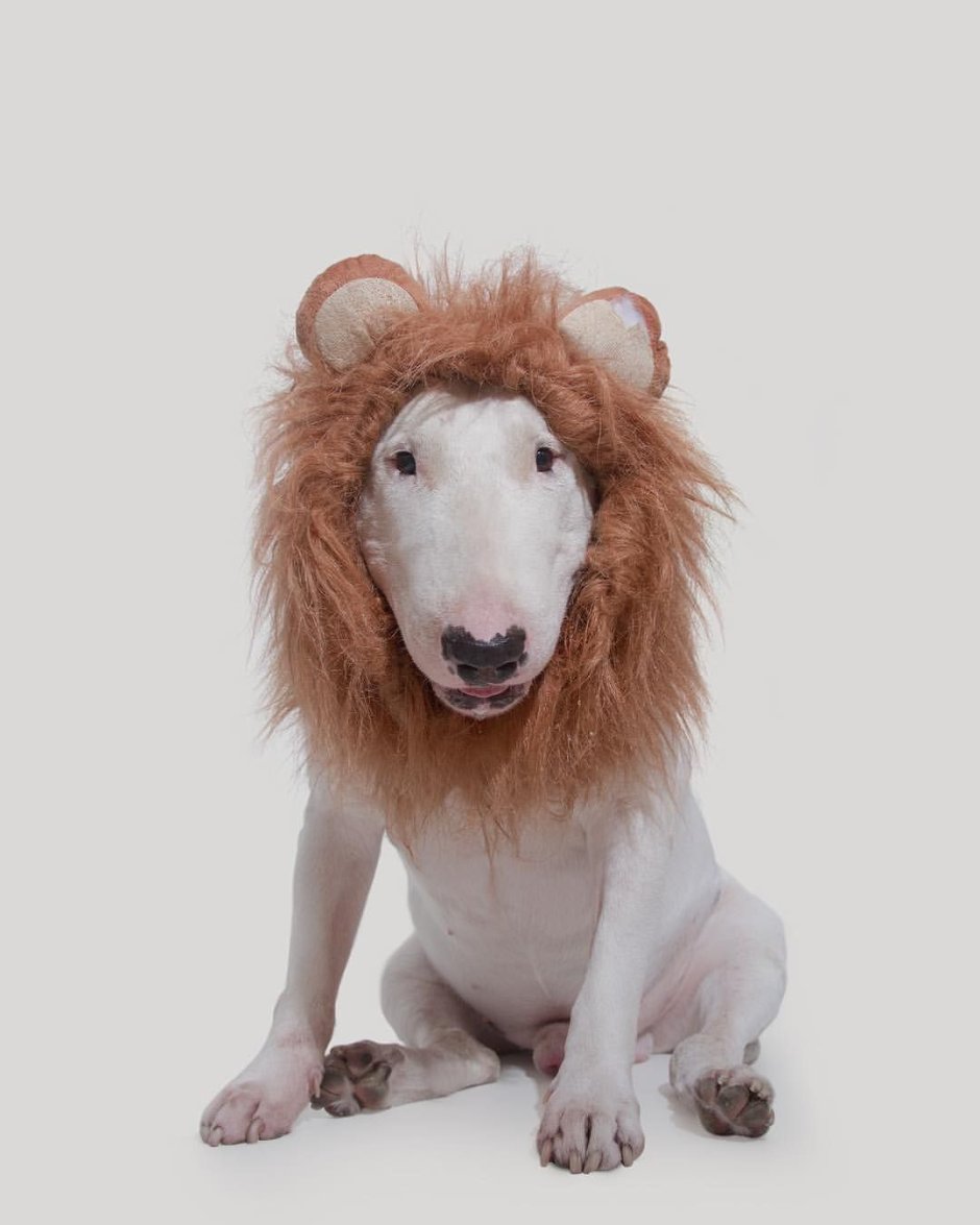 Бультерьер пудель