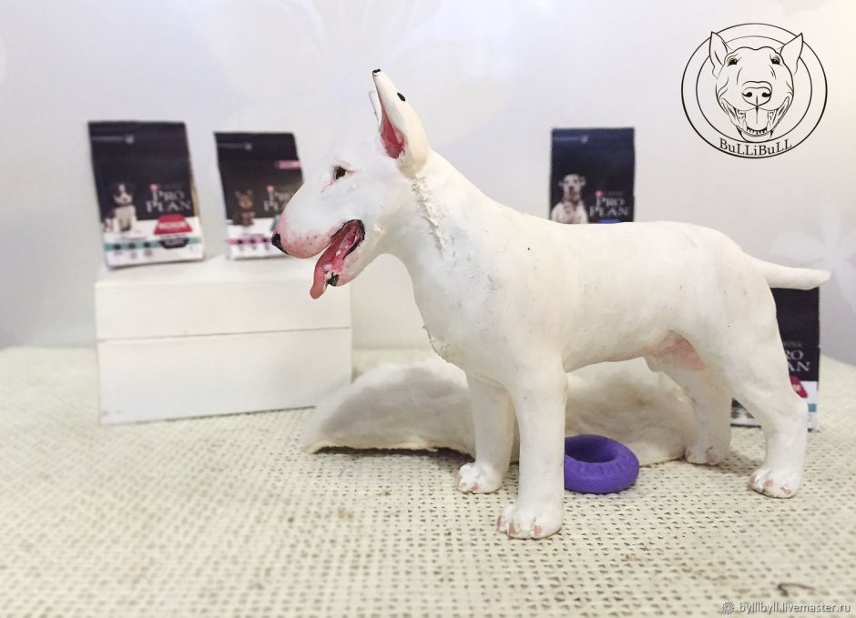 Питомник стандартного бультерьера в Мексике