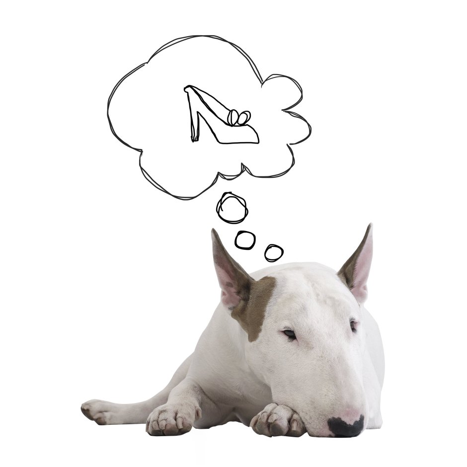 Питбуль пудель