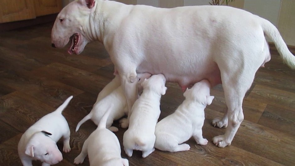 Бультерьер Джимми Чу