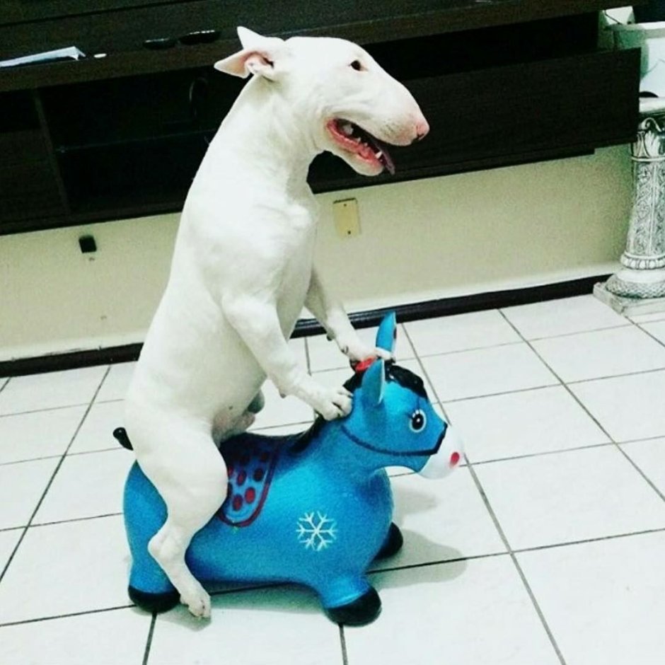 Окрасы бультерьеров стандарт