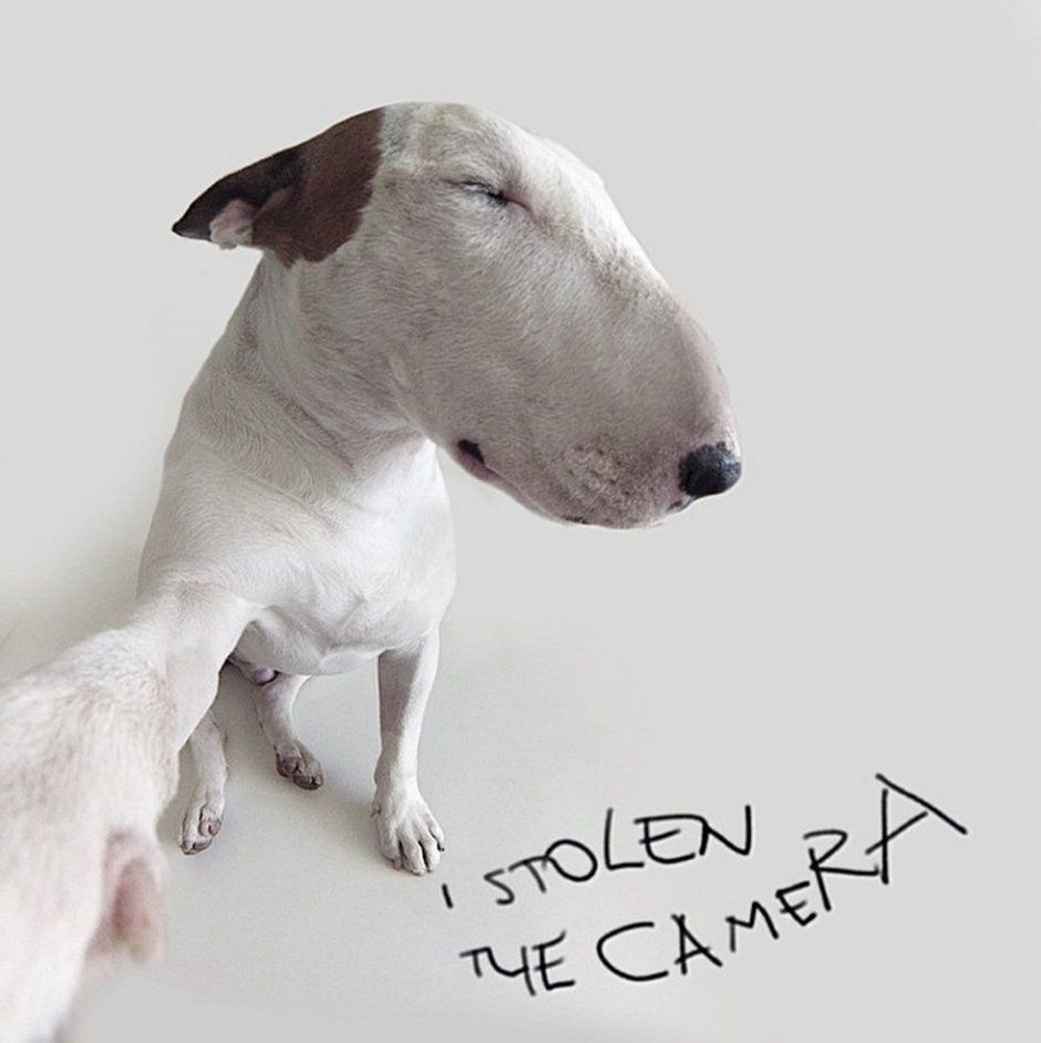 Смесь питбуля и пуделя