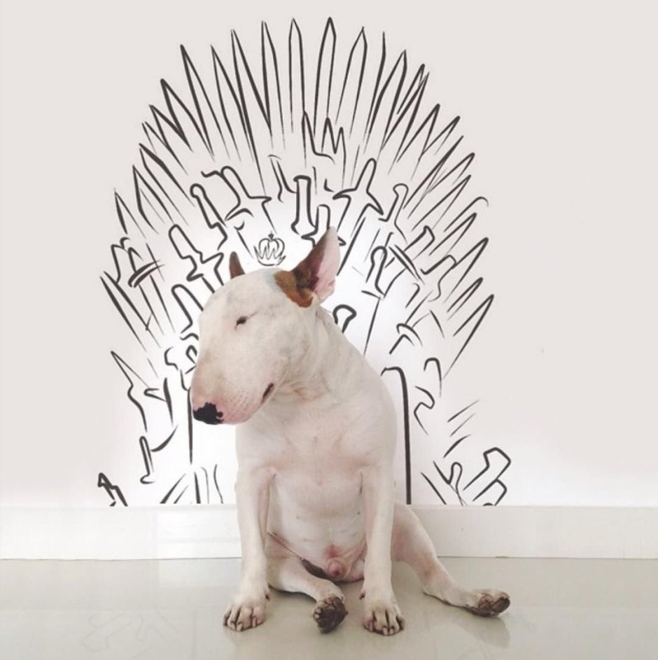 Бультерьер смешной