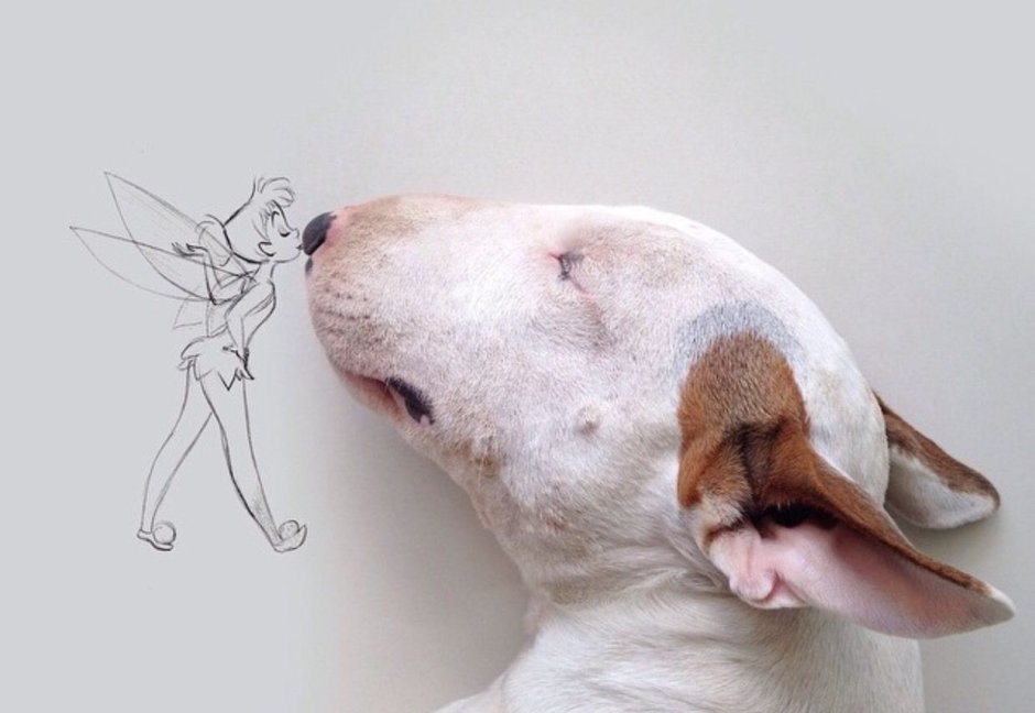 Бультерьер Арес машерт величайший