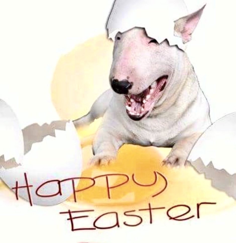 Бультерьер Джимми Чу Инстаграм