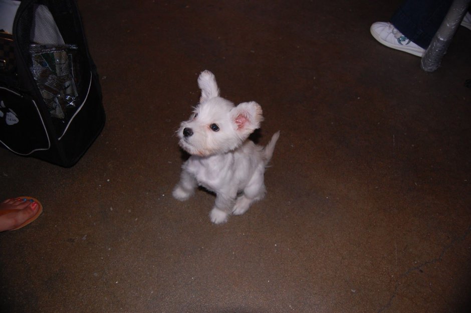 Пудель налысо