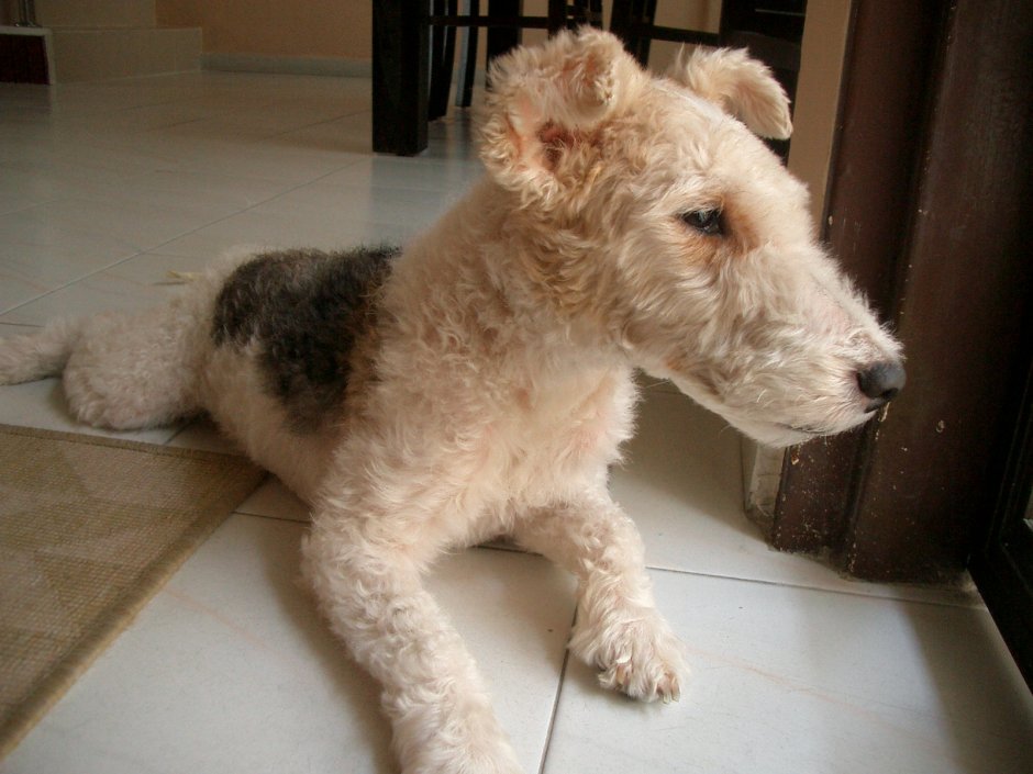 Фокстерьер -пудель кросс