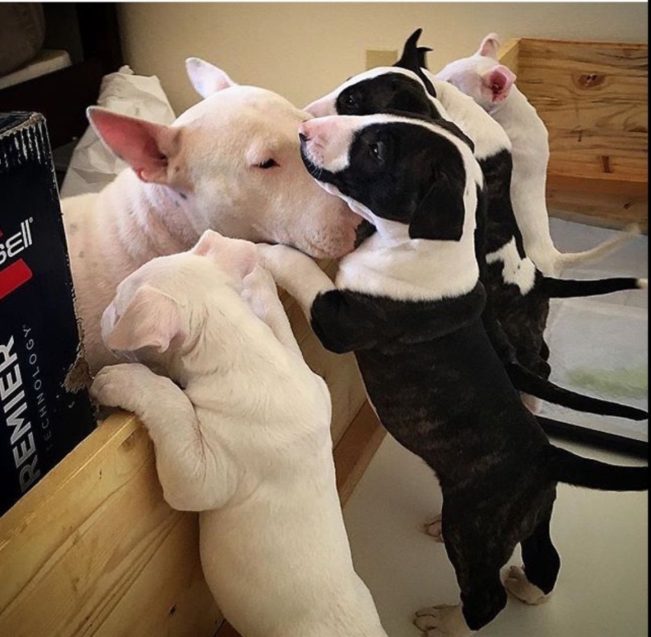 Бультерьер пудель