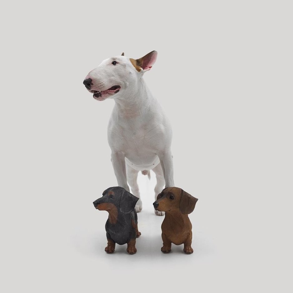 Бультерьер пудель