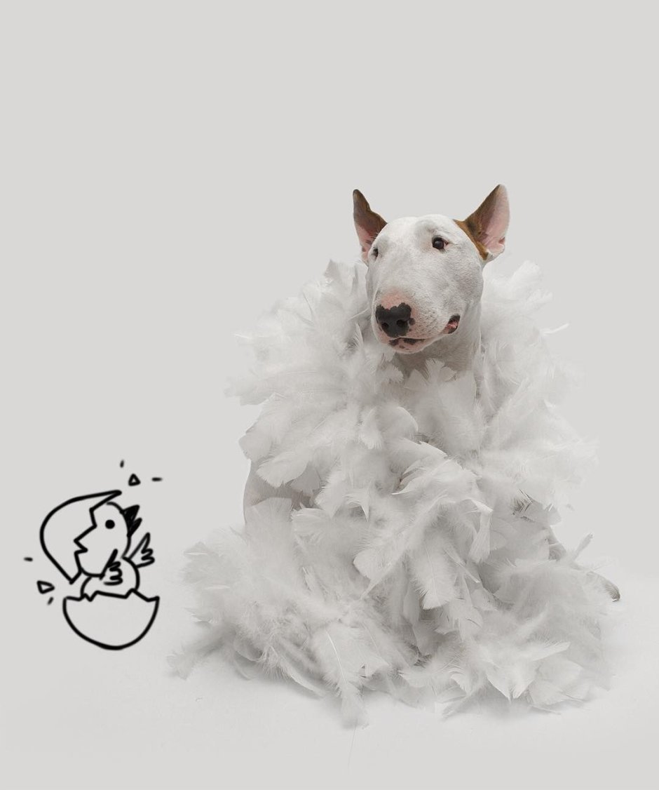 Бультерьер с цветами