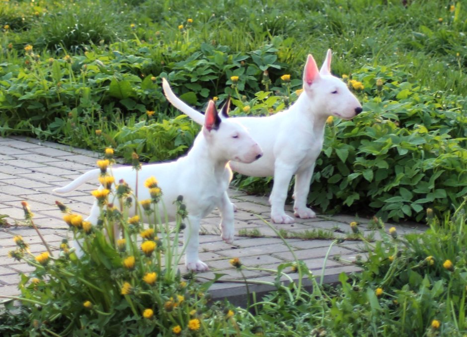 Миниатюрный бультерьер