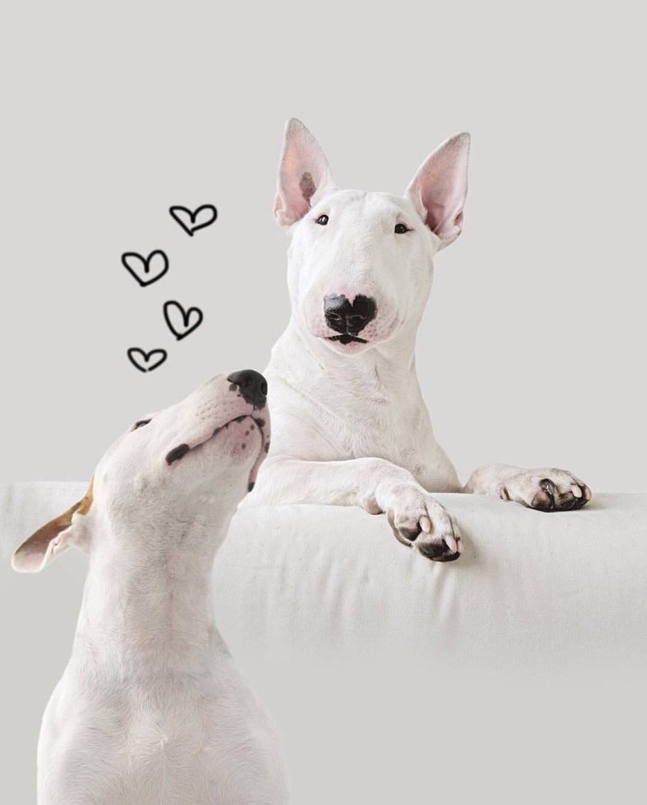 Бультерьер в одежде