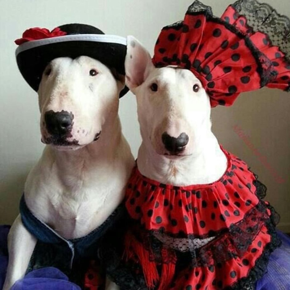 Миниатюрный бультерьер злой