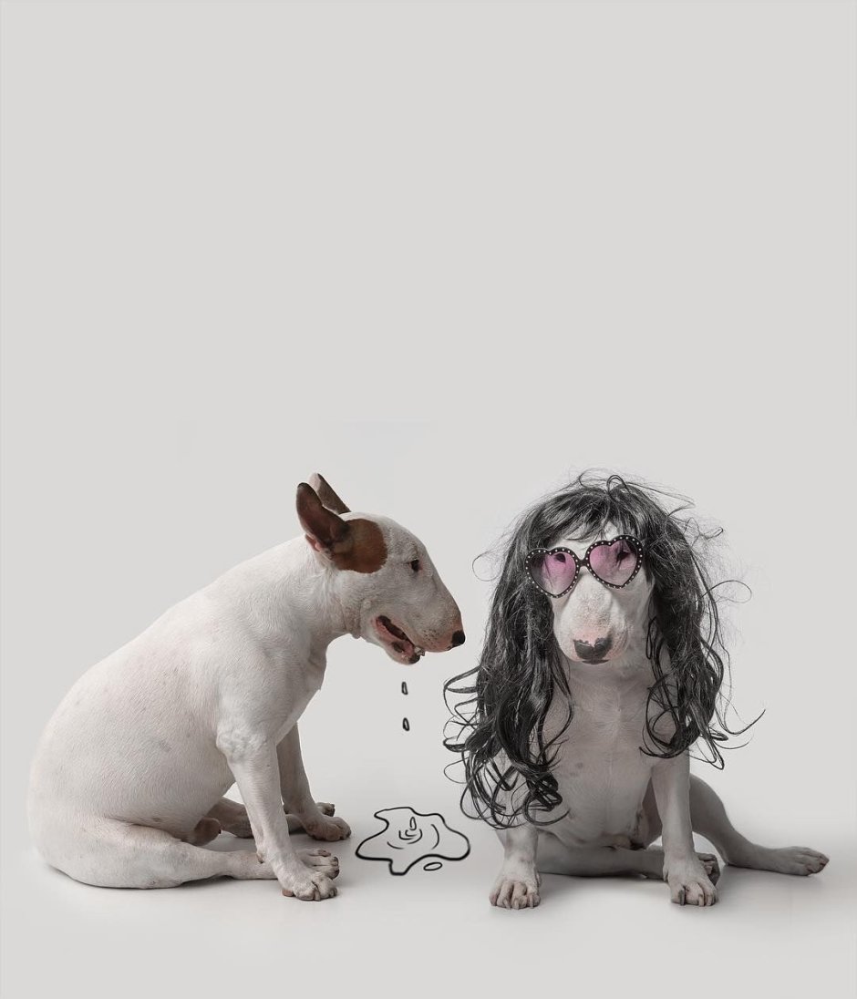 Креативная собака