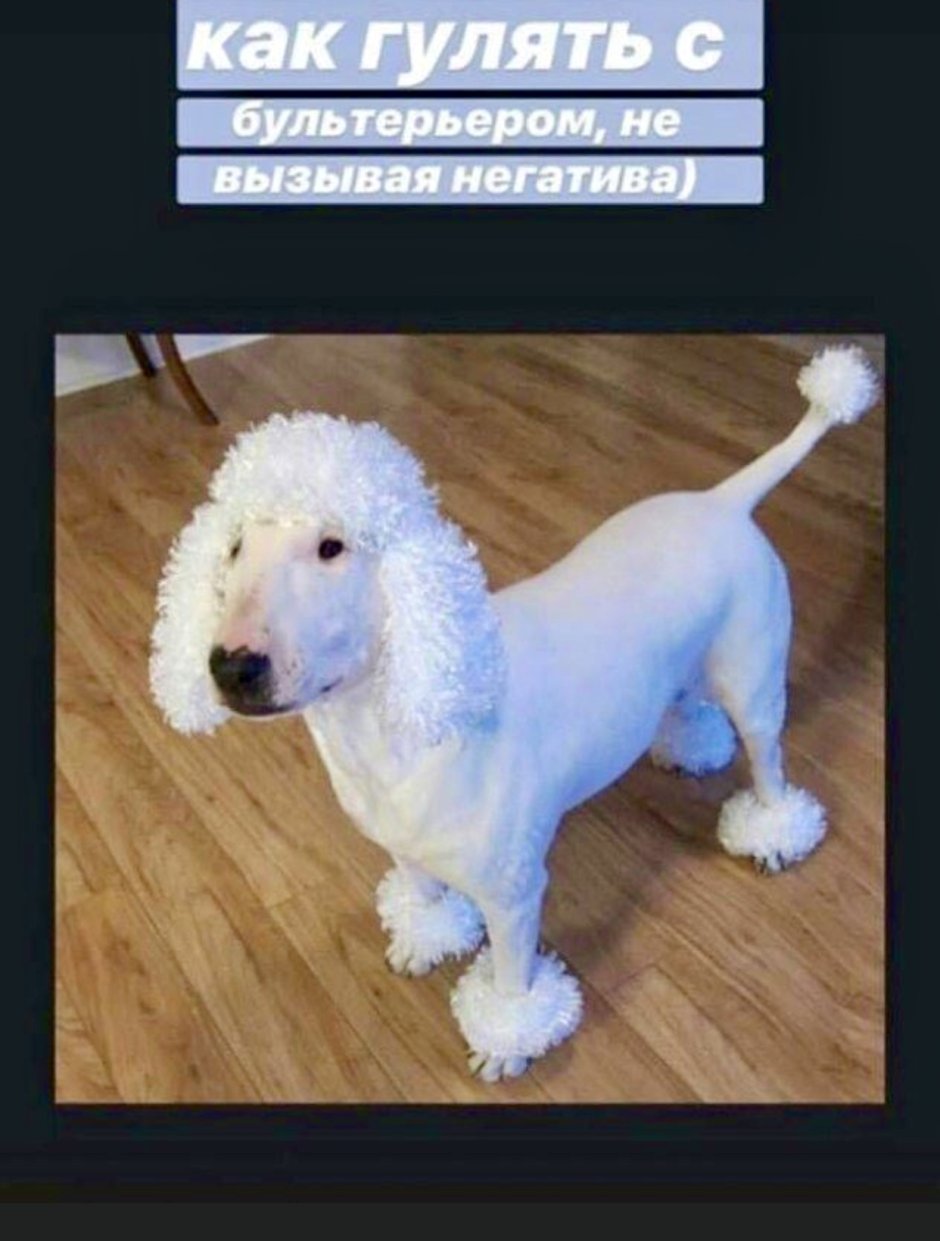 Бультерьер в парике