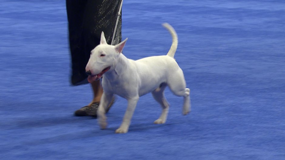 Стрижка головы пуделя