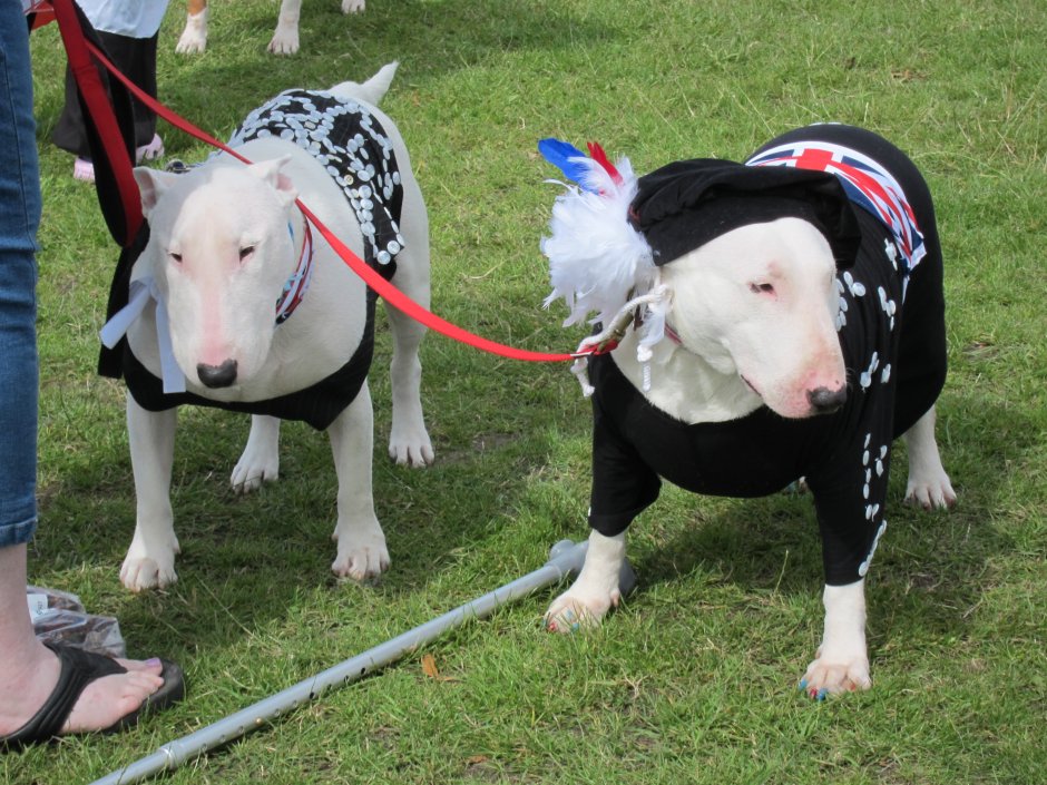 Бедлингтон терьеррьер