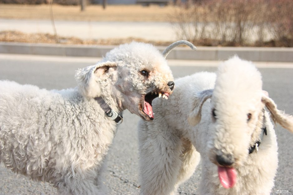 Бультерьер Джимми Чу