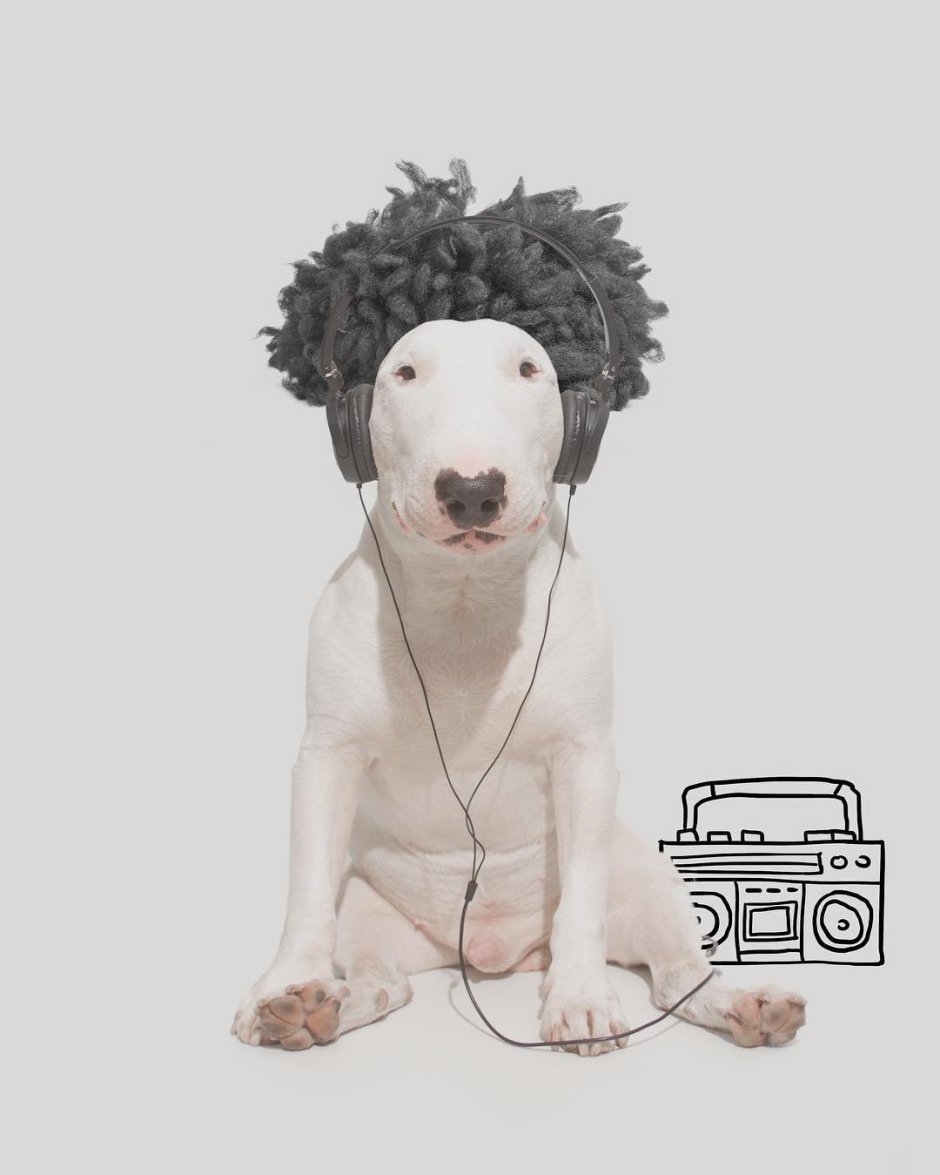 Пудель в шапке