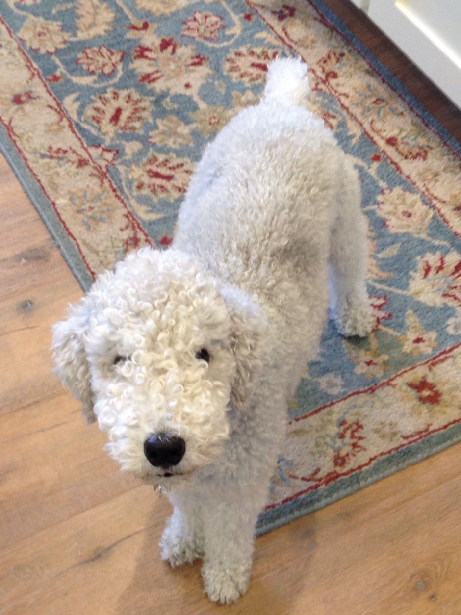 Бедлингтон терьер голубой